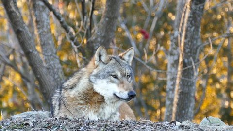 Howling Wolf Stock Video Footage - 4K and HD Video Clips | Shutterstock