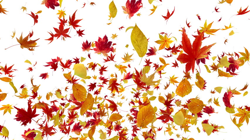 Animated falling leaves on white background with real world textures on ...