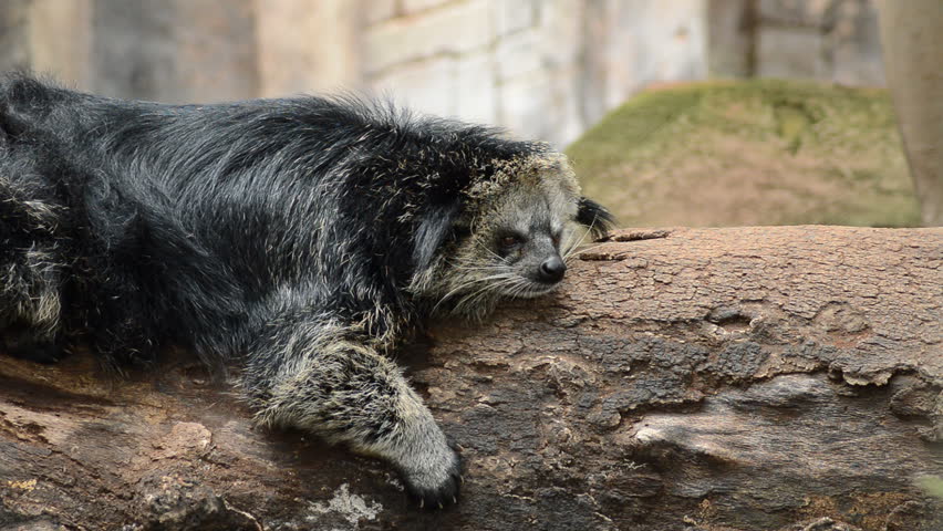 Binturong (Arctictis Binturong) Scratching Ear - On Camera. The ...