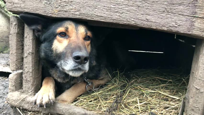 4k00 08barking Enraged Shepherd Dog Outdoors The Looks Barking Enraged Shepherd Dog Outdoors The Looks Aggressive Dangerouay Be Infected By Rabies