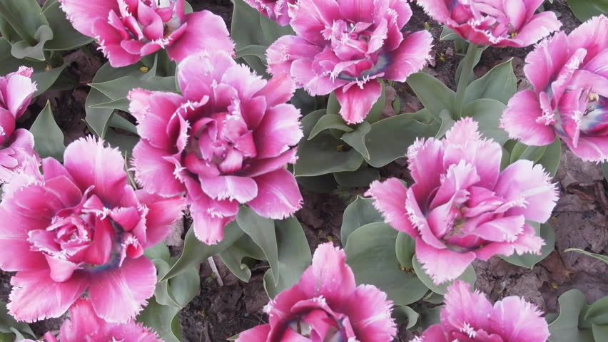 Header of fimbriate