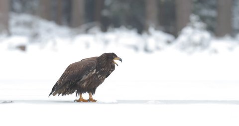 Raven Perched On Branch Stock Footage Video 100 Royalty