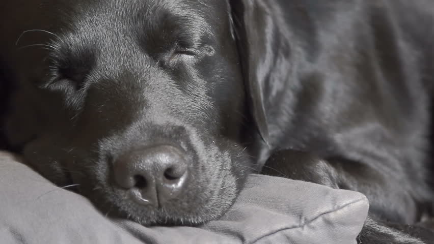 Cute Black Dog Labrador Retriever With Long Ears Sleeps On The Pillow