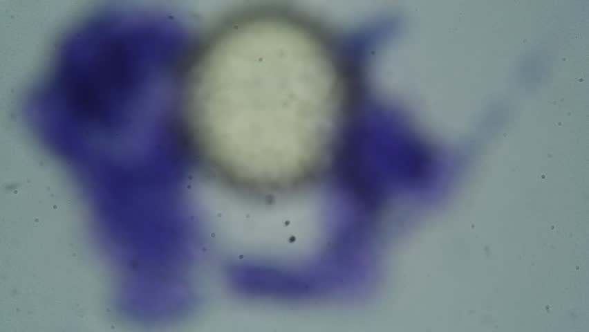 Header of buccal