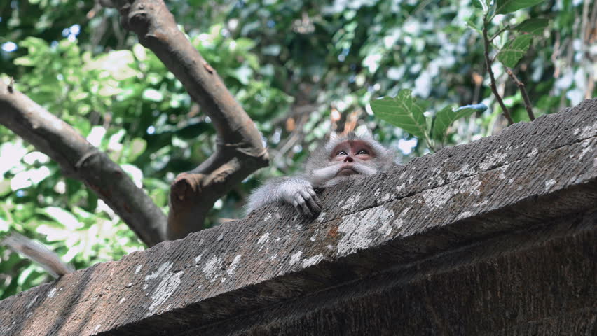 Header of parapet