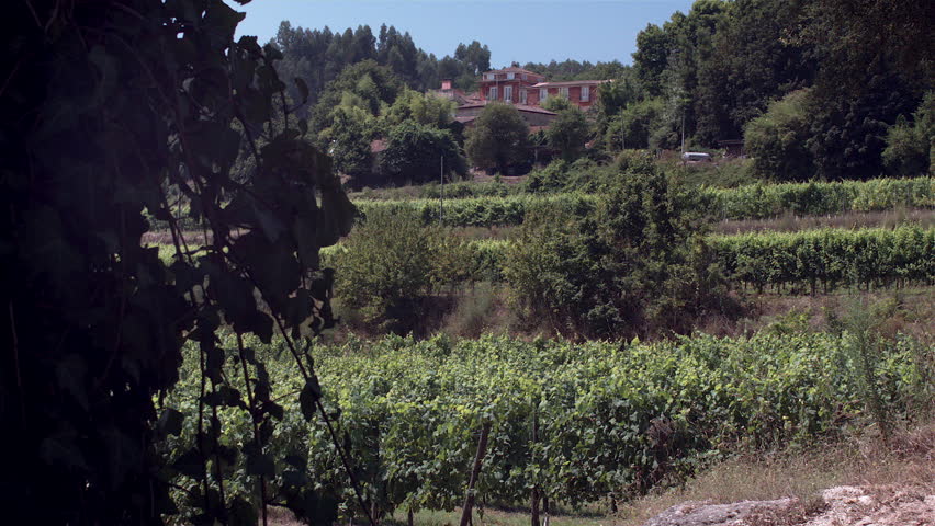 Portuguese Vineyards Guimarães Stock Footage Video 100 Royalty Free 1008799640 Shutterstock - 