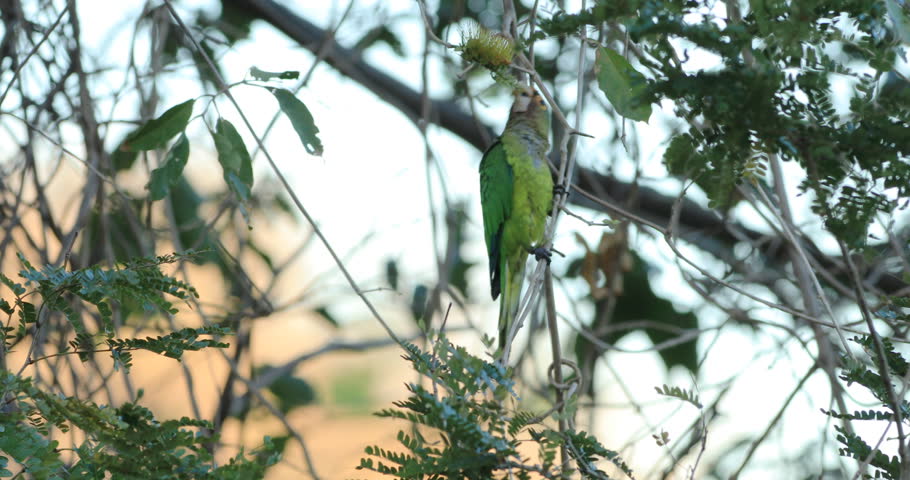Header of Amazona autumnalis