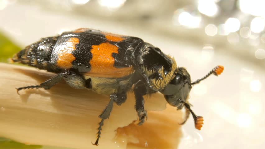 Header of American Burying Beetle
