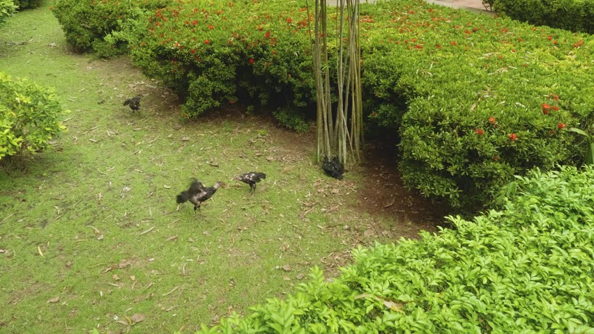 Cocks Fighting In Pattaya City Stock Footage Video 100 Royalty