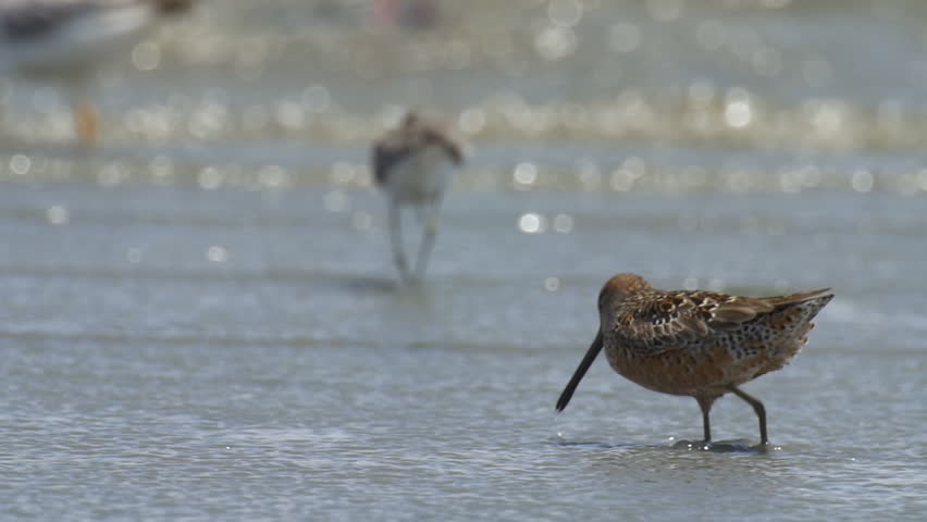 Header of dowitcher