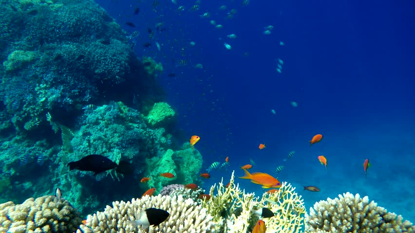 Beautiful Coral Reefs and Tropical Stock Footage Video (100% Royalty ...