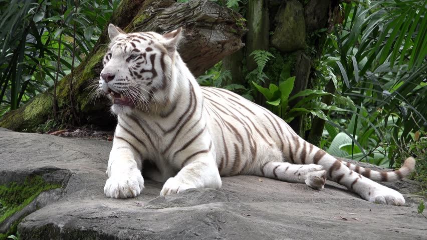 Albino Tiger resting image - Free stock photo - Public Domain photo ...