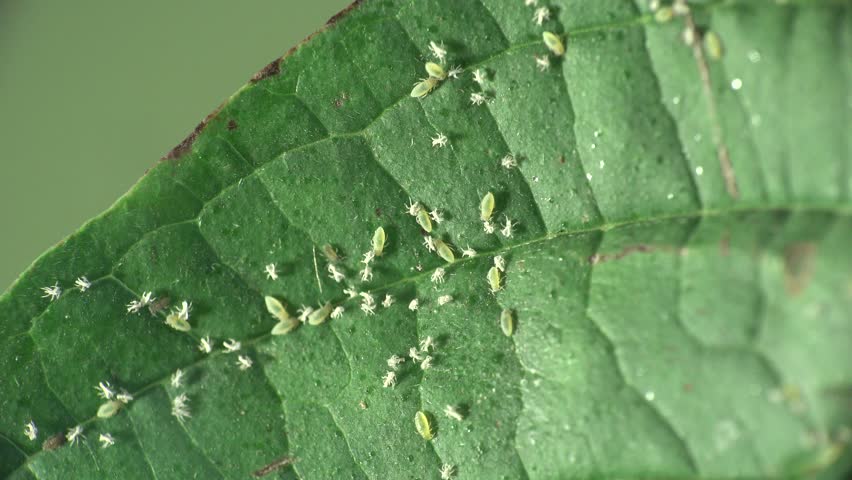 Header of Insecta