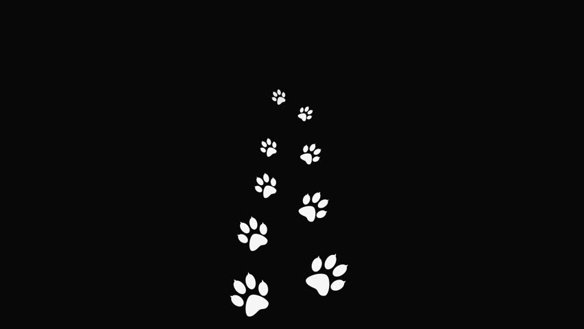 Animal Paw Prints By Frame. Cartoon Comic Funny Paws Along The Path ...