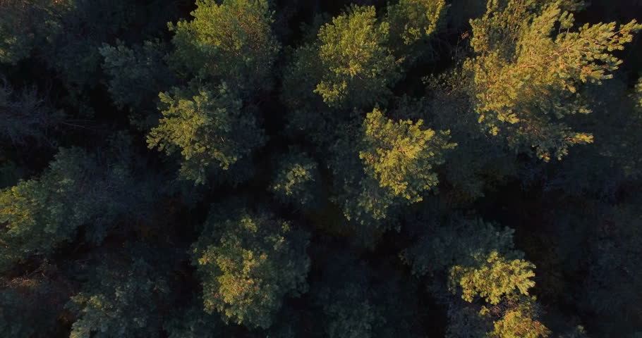 Header of conifer