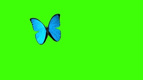 Download Morpho Menelaus Blue Butterfly Flying Stock Footage Video 100 Royalty Free 1009685840 Shutterstock