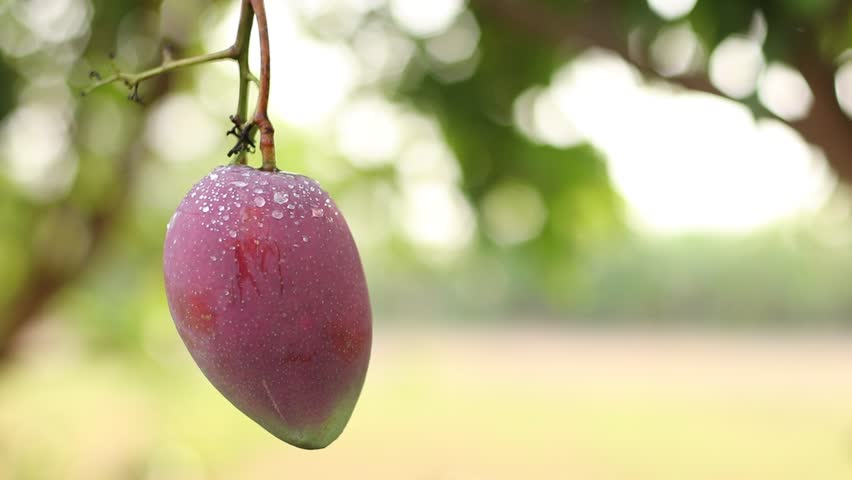 Header of mango