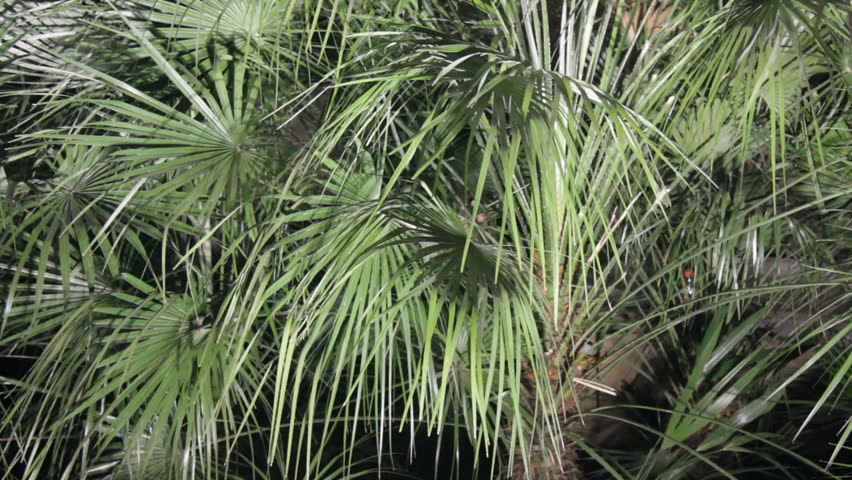 Header of palmate