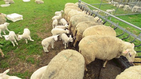 Self Feeder Stock Video Footage 4k And Hd Video Clips Shutterstock