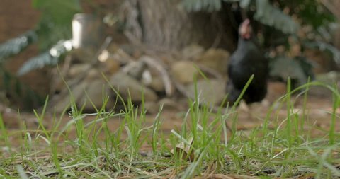 Backyard Poultry Stock Video Footage 4k And Hd Video Clips