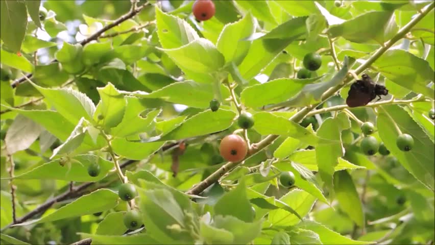 Capulines Fruta