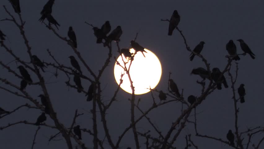 Blue Bird Vector image - Free stock photo - Public Domain photo - CC0