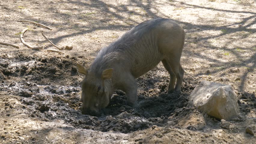 Warthog image - Free stock photo - Public Domain photo - CC0 Images