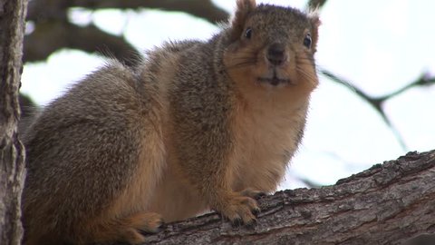 Fat Squirrel Autumn Stock Video Footage 4k And Hd Video Clips