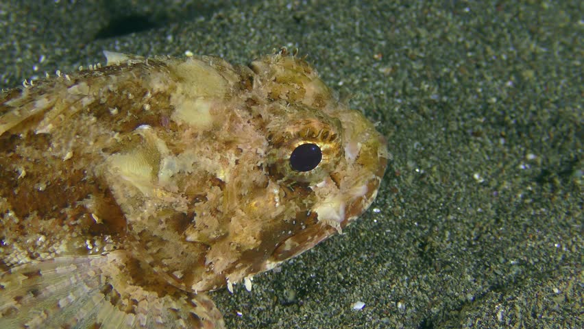 Scorpionfish image - Free stock photo - Public Domain photo - CC0 Images