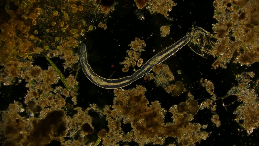 Header of Nematoda