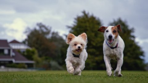 Lovely Small Pretty Corgis Running Stock Footage Video 100