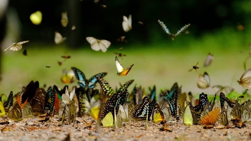 Бабочек легкая стая. Стайка бабочек. Много бабочек. Рой бабочек. Стая бабочек в природе.