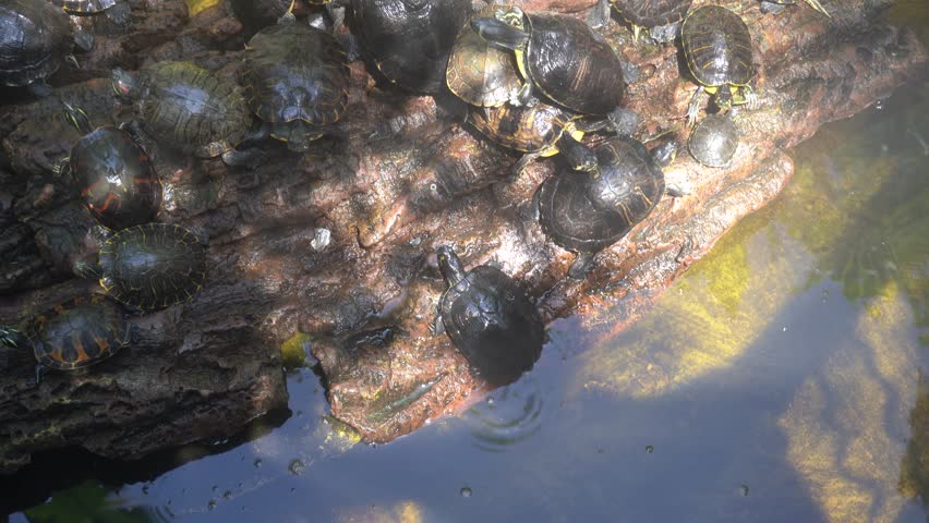 Turtle sitting on a rock image - Free stock photo - Public Domain photo ...