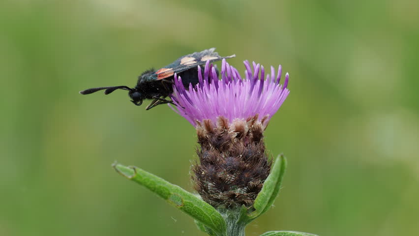 Header of knapweed