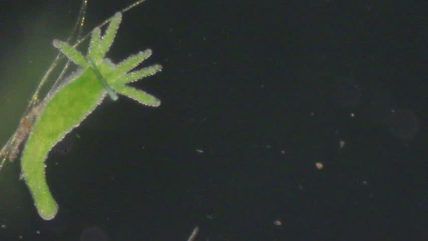 hydra plant video hydra plant video