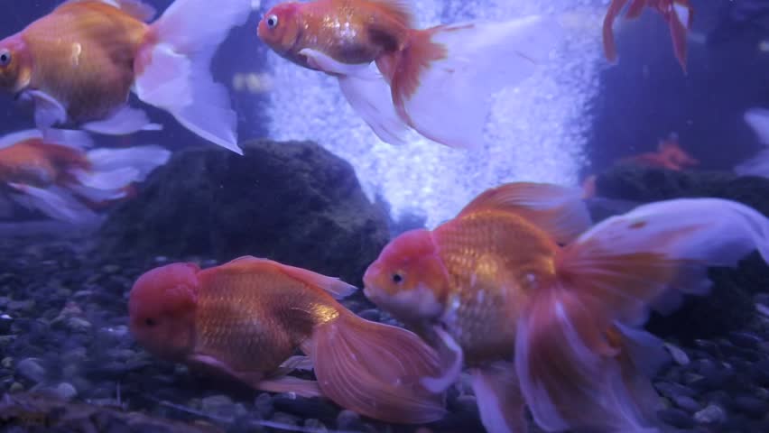 Goldfish - Carassius auratus image - Free stock photo - Public Domain ...