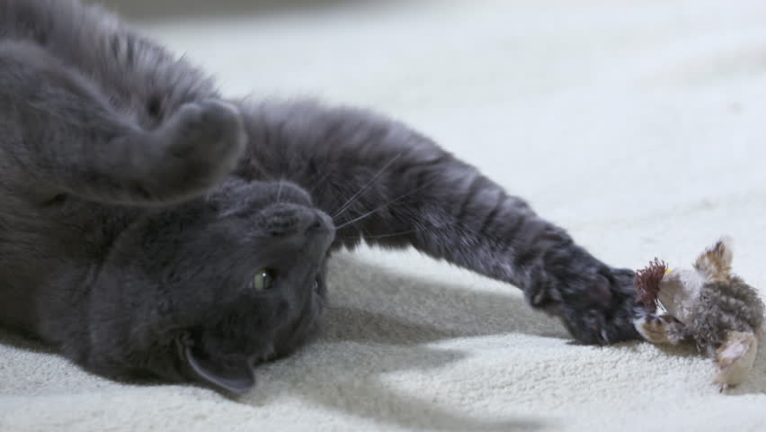 Hd00 27adult Gray Cat As A Kitten Playing With Bird Toy On White Carpet