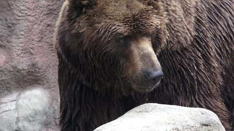 Brown bear in water. Portrait of brown bear (Ursus arctos beringianus). Kamchatka brown bear.