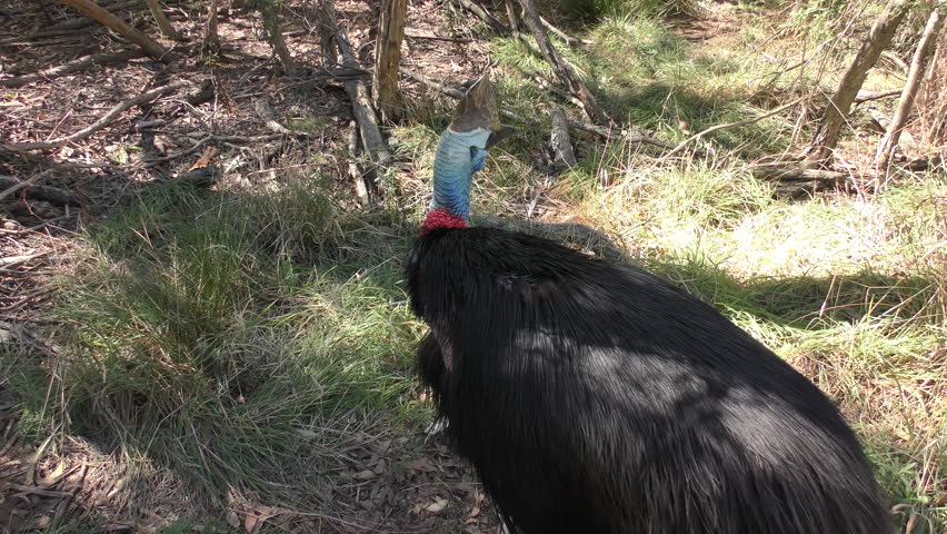 Cassowary Image - Free Stock Photo - Public Domain Photo - Cc0 Images