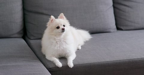 White Pomeranian Dog Get Angry Stock Footage Video 100 Royalty