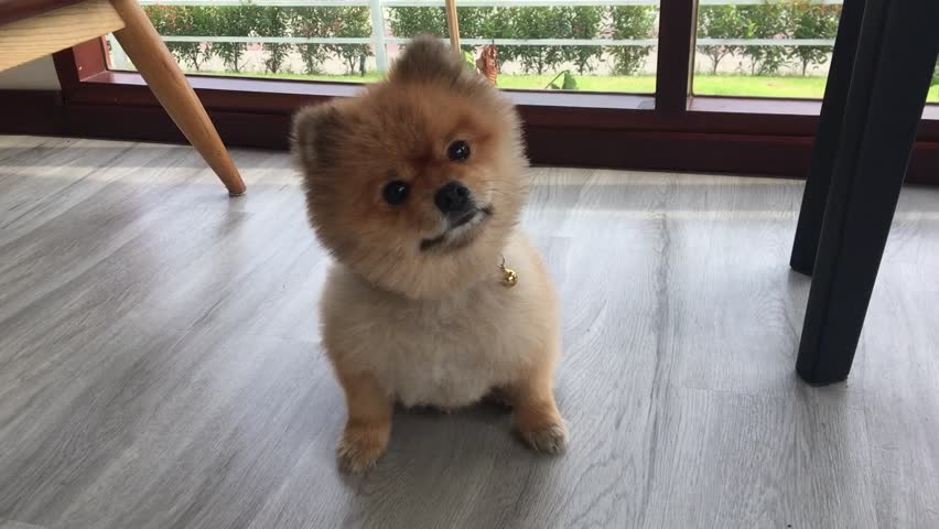 Hd00 22brown Pomeranian Dog Cute Small Pet Grooming Short Hair