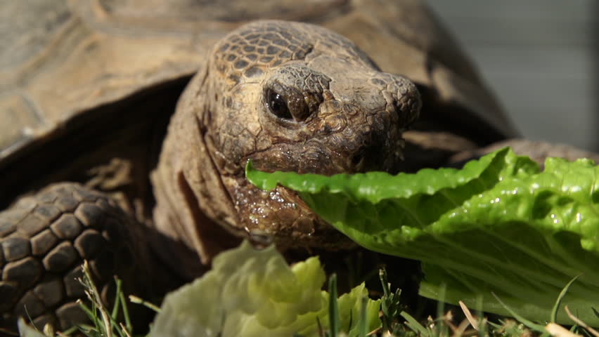 California Desert Tortoise Eating a Stock Footage Video (100% Royalty