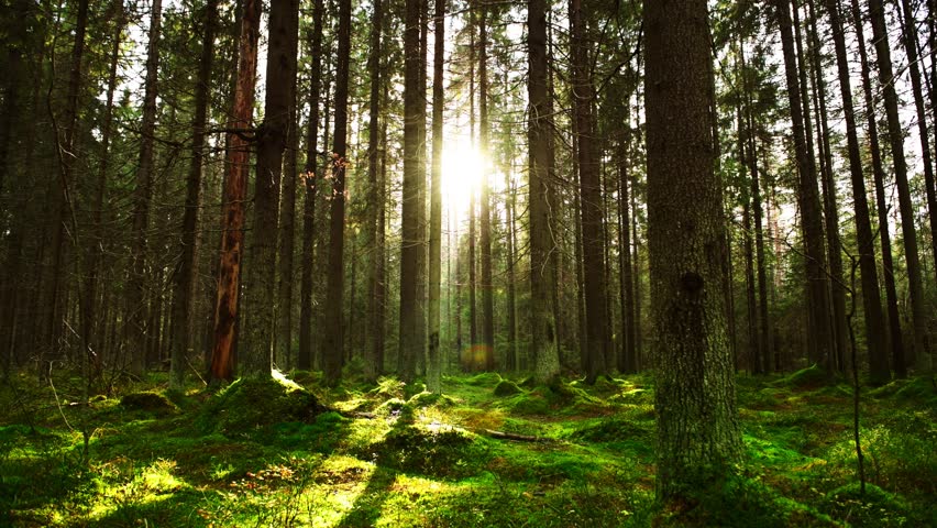 Birch Forest in Russia image - Free stock photo - Public Domain photo ...