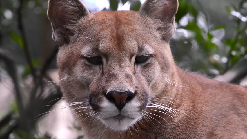 puma ears