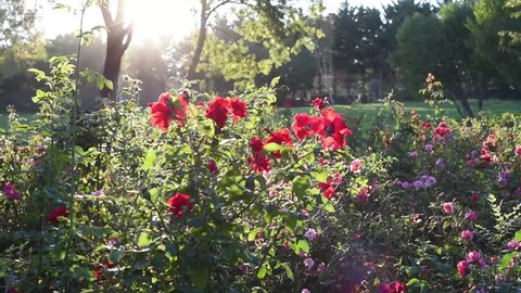Roses Garden With Beatiful Light Stock Footage Video 100
