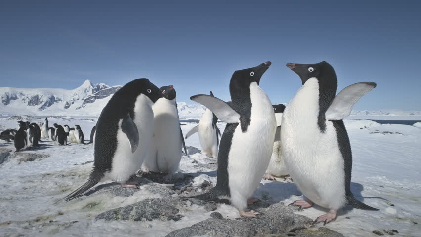 Penguin Stock Video Footage - 4K And HD Video Clips | Shutterstock