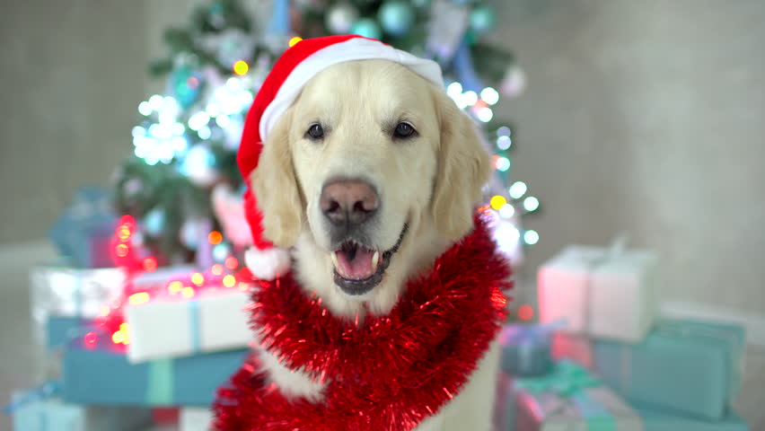 4k00 07cute Funny Santa Dog With Santa Hat Golden Retriever