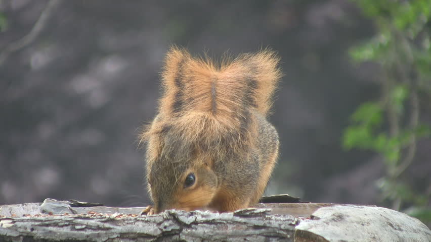 Hd00 12squirrel Eating With Its Tail Over Its Head On Bird Feeder