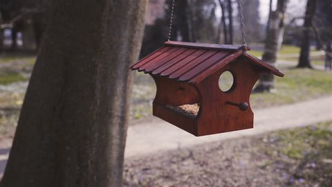 Cardinal Birds On A Wooden Stock Footage Video 100 Royalty Free