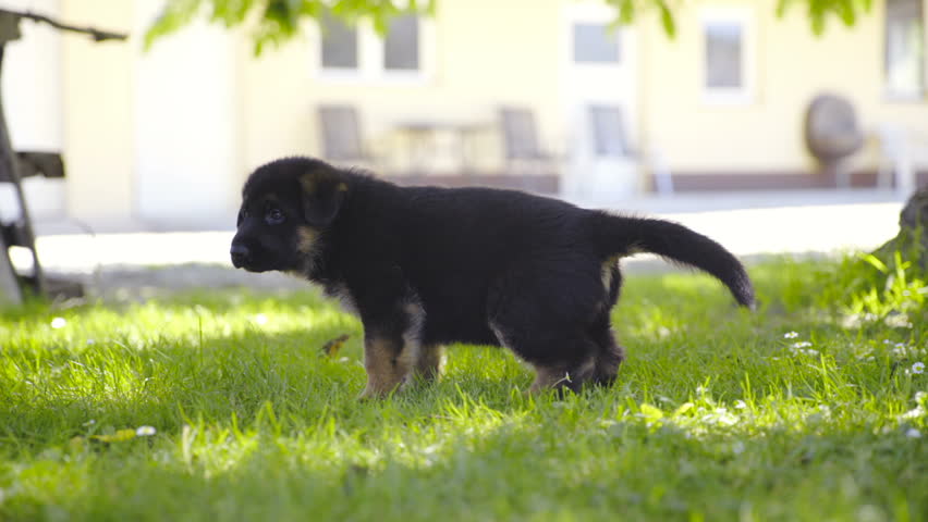 Pornstar list puppy peeing in kennel tub video